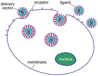endocytosis_schematic.jpg