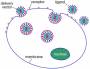 research:suz10:endocytosis_schematic.jpg