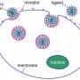 endocytosis_schematic.jpg